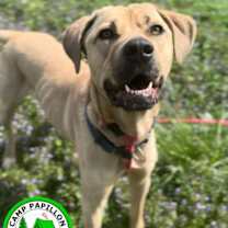 Thumbnail photo of Toby #1