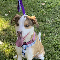 Thumbnail photo of Rudolph (Rudy)Adopted! #1