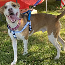Thumbnail photo of Rudolph (Rudy)Adopted! #2