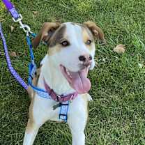 Thumbnail photo of Rudolph (Rudy)Adopted! #3