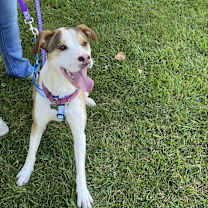 Thumbnail photo of Rudolph (Rudy)Adopted! #4