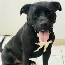 Thumbnail photo of Buddy #3