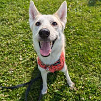 adopt-pet