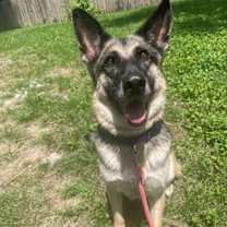 Thumbnail photo of Daisy #1