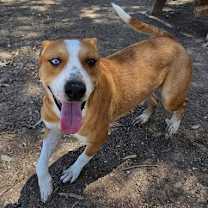 Thumbnail photo of Rascal #3