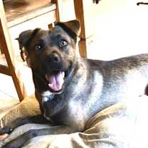 Thumbnail photo of URGENT! Foster or Adopt #4