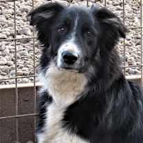 Thumbnail photo of Cole "I've Been Adopted" #1