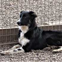 Thumbnail photo of Cole "I've Been Adopted" #2
