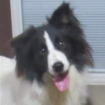 Thumbnail photo of Woofie #1