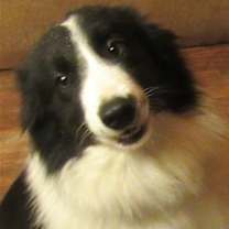 Thumbnail photo of Woofie #2