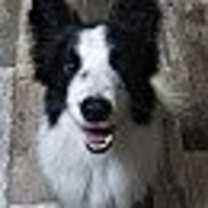 Thumbnail photo of Bear #1