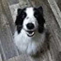 Thumbnail photo of Bear #2