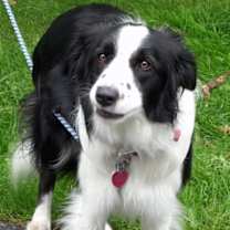 Thumbnail photo of Cloe A Pawed Angel RIP #2