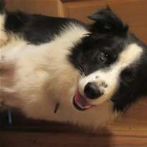 Thumbnail photo of Luke #2