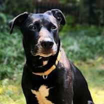Thumbnail photo of Sadie #1