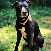 Thumbnail photo of Sadie #2