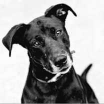 Thumbnail photo of Sadie #3