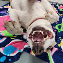 Thumbnail photo of Annabelle #4