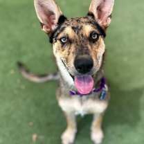 adopt-pet