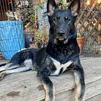 Thumbnail photo of Apollo #1