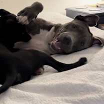 Thumbnail photo of Buster #2