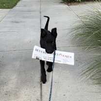 Thumbnail photo of Buster #3