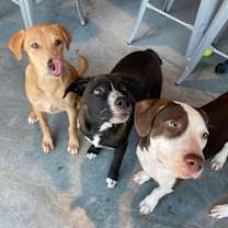 Thumbnail photo of Honey #3