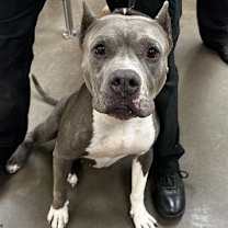 adopt-pet