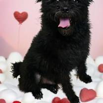 Thumbnail photo of Jet #1