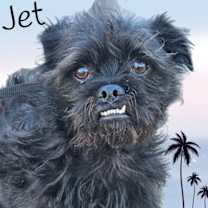 Thumbnail photo of Jet #2