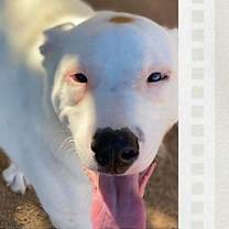 Thumbnail photo of Chester #1