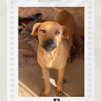 Thumbnail photo of Rocco #1