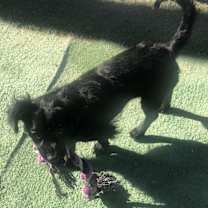 Thumbnail photo of Chiquis - our little girl:) #1