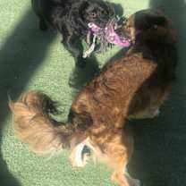 Thumbnail photo of Chiquis - our little girl:) #2