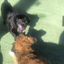 Thumbnail photo of Chiquis - our little girl:) #3