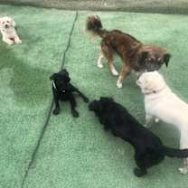 Thumbnail photo of Chiquis - our little girl:) #4