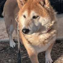 Thumbnail photo of Shilo #1