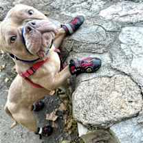 Thumbnail photo of McNugget #2