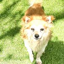 Thumbnail photo of Rusty #1