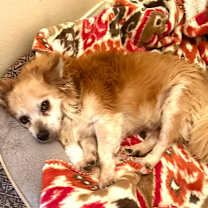 Thumbnail photo of Rusty #4