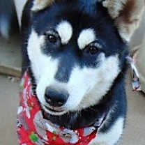 Thumbnail photo of Hemp #3