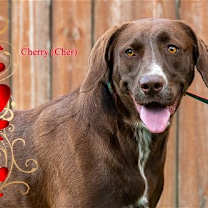 Thumbnail photo of Cherry (Cher) #4