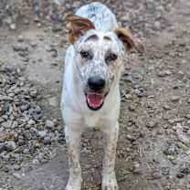 Thumbnail photo of Dog Holiday #4