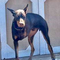 Thumbnail photo of Copper #2