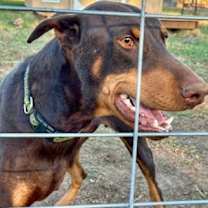 Thumbnail photo of Copper #3