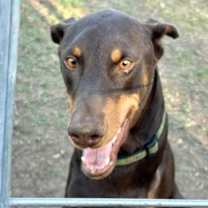 Thumbnail photo of Copper #4