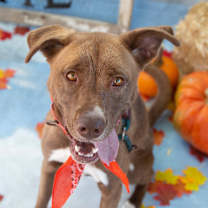 adopt-pet