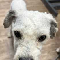 Brynn - Courtesy Post