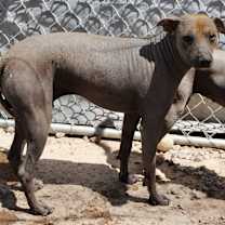 adopt-pet