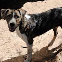 adopt-pet